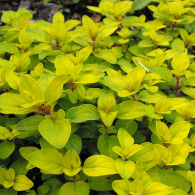 Greek oregano