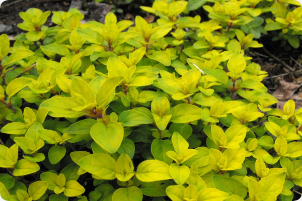 Greek oregano