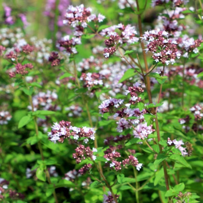 Greek oregano