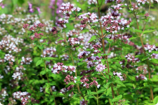 Greek oregano