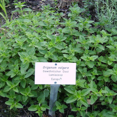 Greek oregano
