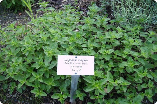 Greek oregano