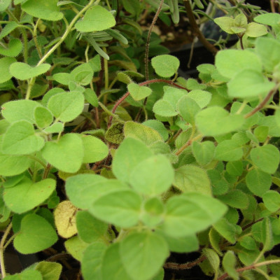 Greek oregano