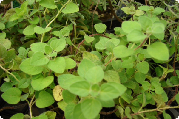 Greek oregano
