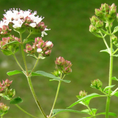 Greek oregano