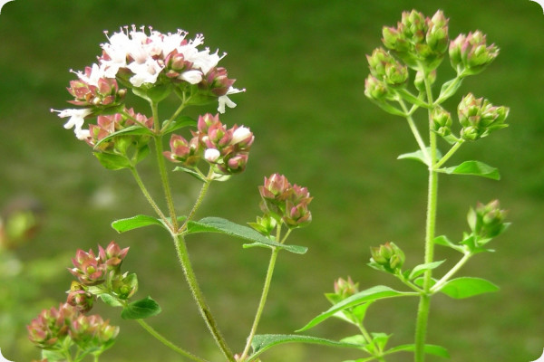Greek oregano
