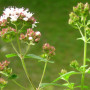 Griechischer Oregano