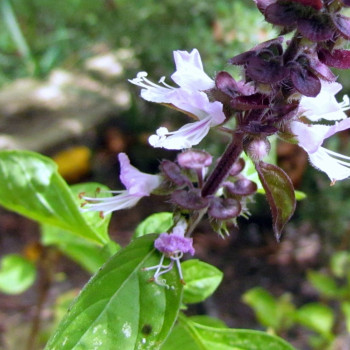 Cinnamon basil