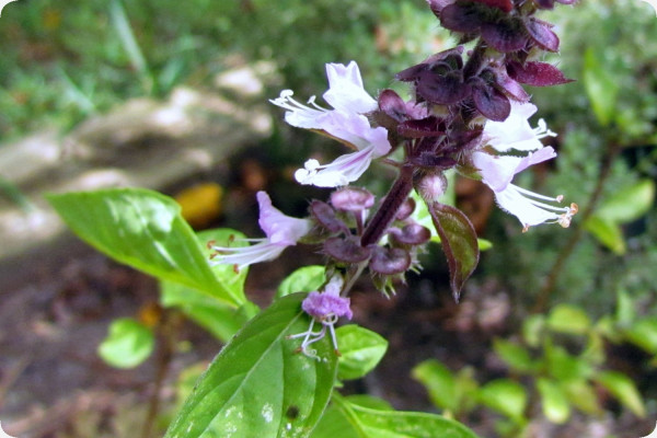 Cinnamon basil