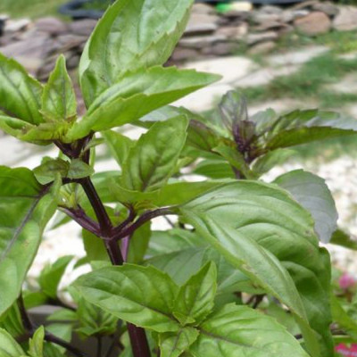 Cinnamon basil