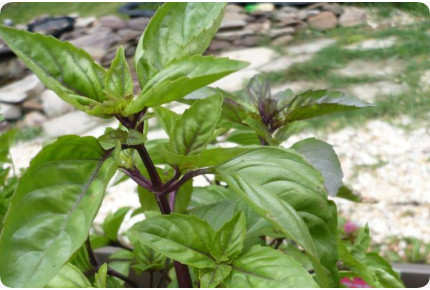 Cinnamon basil