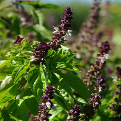 Cinnamon basil