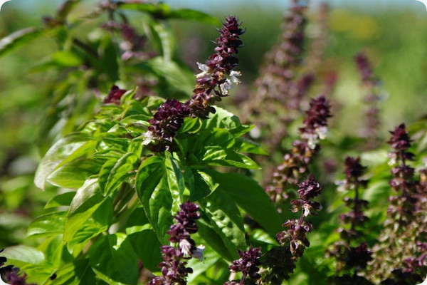 Cinnamon basil