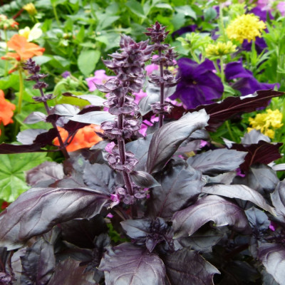 Red basil