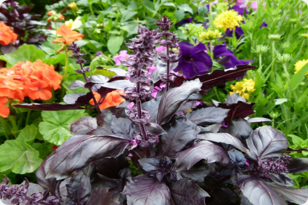 Red basil