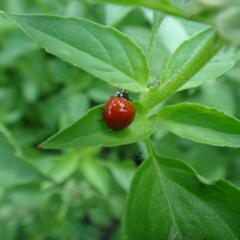 Lemon basil