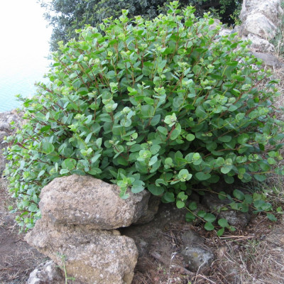 True caper bush