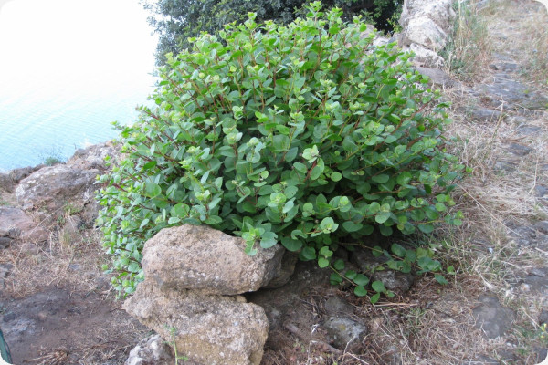 True caper bush