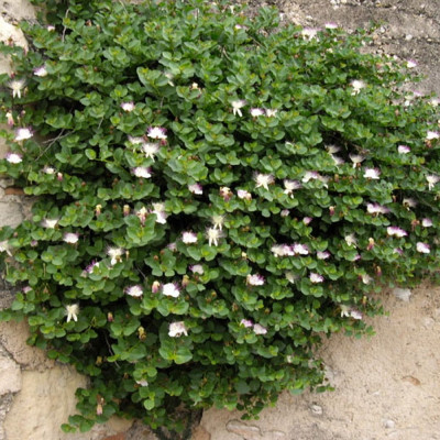 True caper bush
