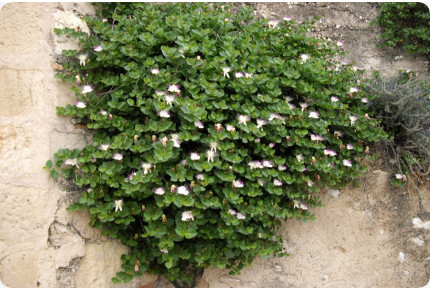 Echter Kapernstrauch