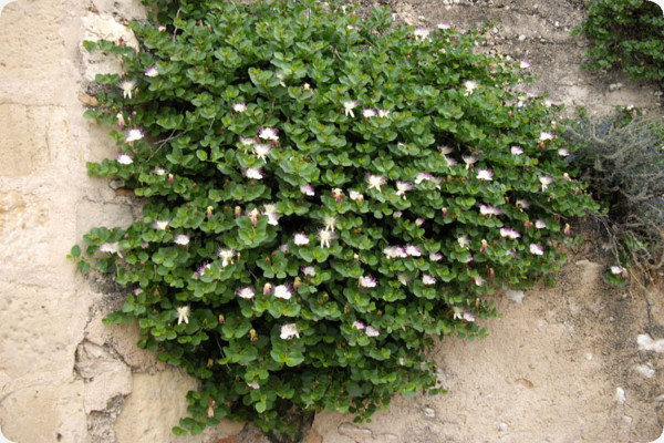 True caper bush