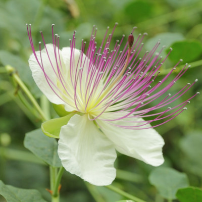 True caper bush