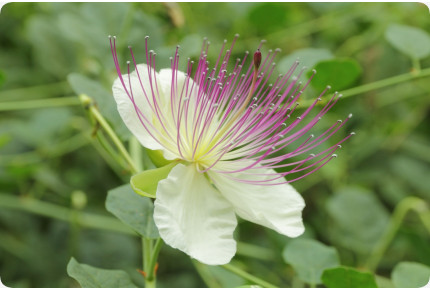 Echter Kapernstrauch