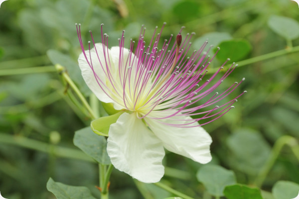 True caper bush