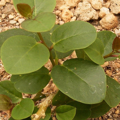 True caper bush