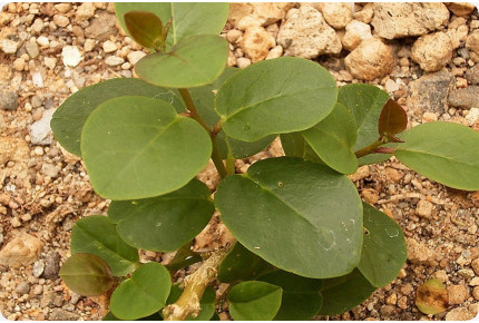 Echter Kapernstrauch