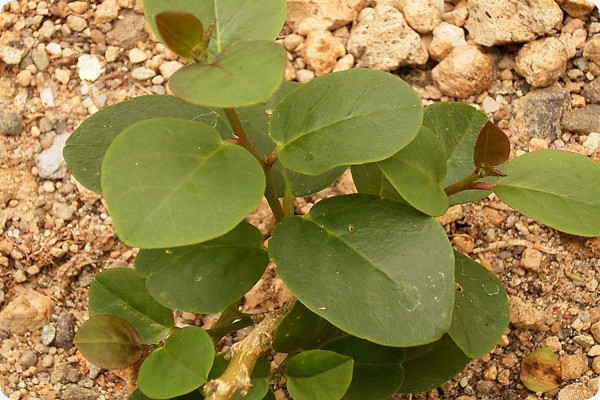 True caper bush