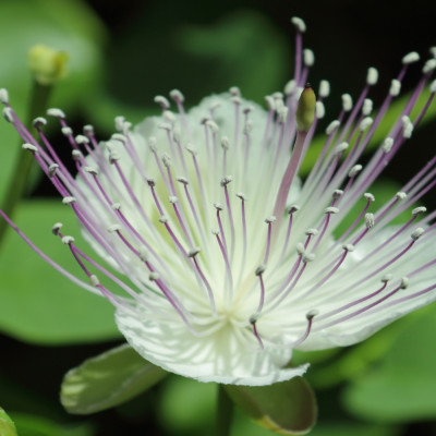 True caper bush