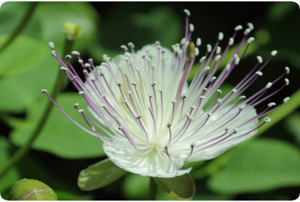 Echter Kapernstrauch