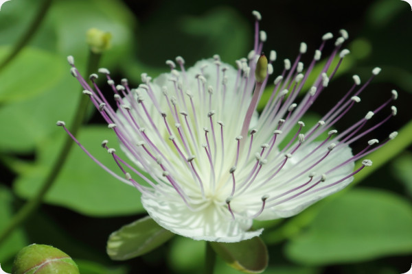 True caper bush