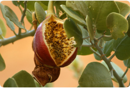 Echter Kapernstrauch