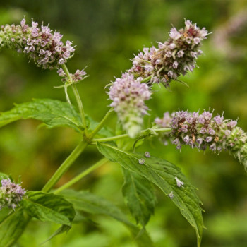 Mexican Nana Mint