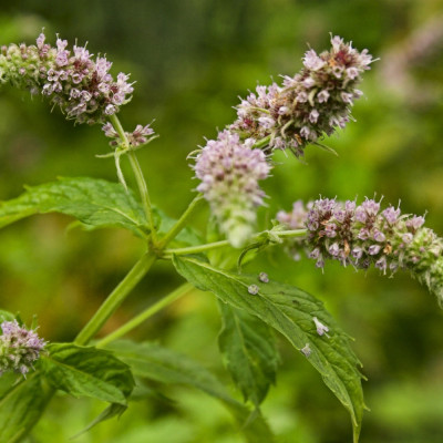 Mexican Nana Mint