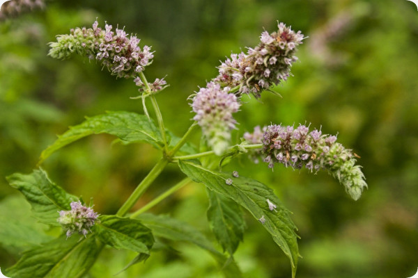 Mexican Nana Mint