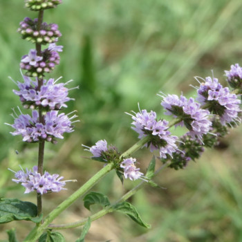Mexican Nana Mint