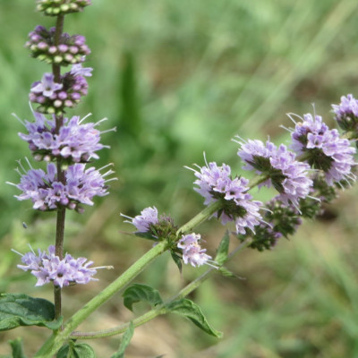 Mexican Nana Mint