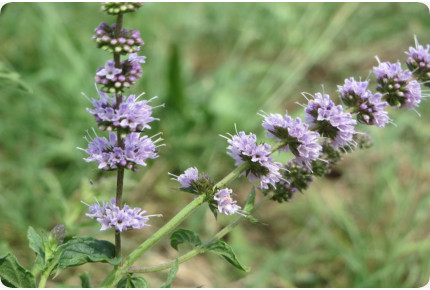 Mexikanische Nana Minze