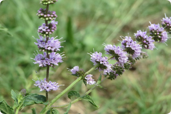 Mexican Nana Mint