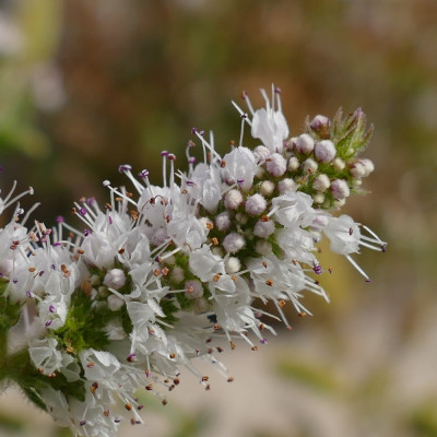 Mexican Nana Mint