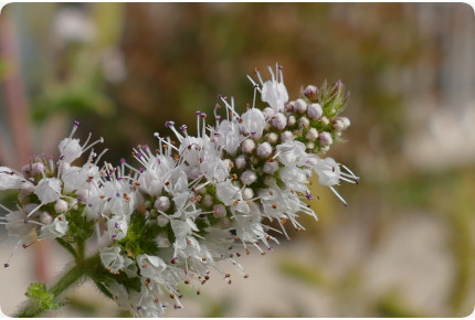Mexikanische Nana Minze