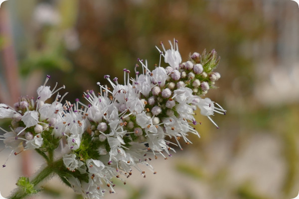 Mexican Nana Mint