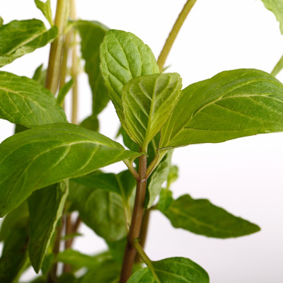 Mexican Nana Mint