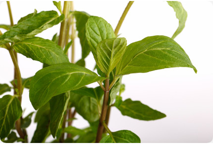 Mexikanische Nana Minze