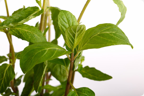 Mexican Nana Mint