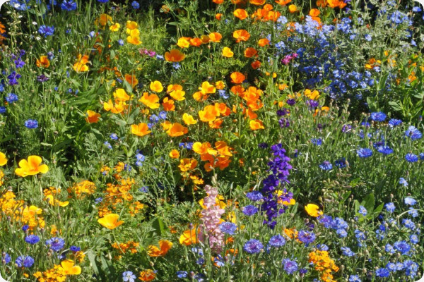 Mountain meadows