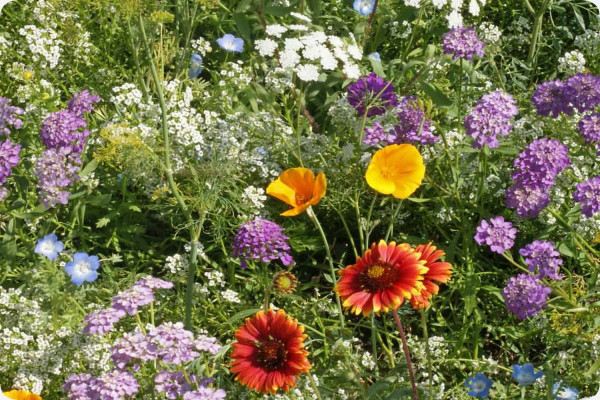 Insekten Paradies